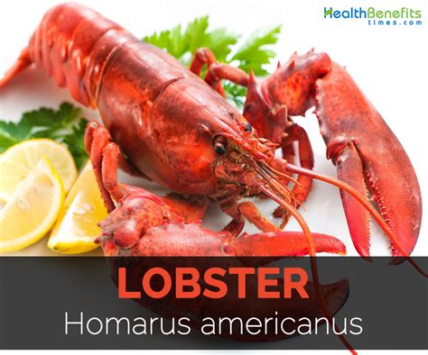 Lobster Facts Health Benefits And Nutritional Value