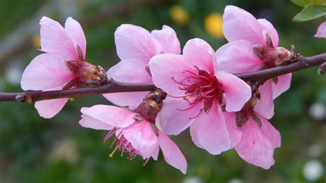 Free Images Flower Petal Spring Produce Botany Pink Flora