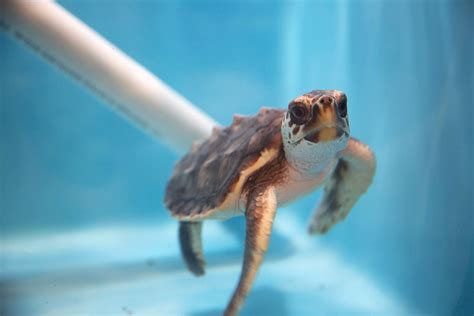 Sea Turtles Welcomed At Georgia Aquarium As Part Of Hurricane Matthew