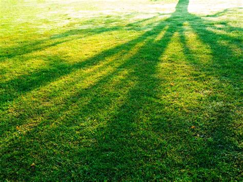 Tips For Growing Grass In Shady Areas