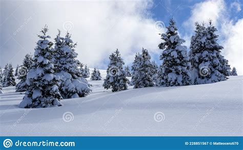 Amazing View Of A Group Of Isolated Pine Trees Covered By Fresh Snow