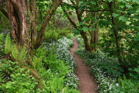 Glorious Woodlands Garden Design Sussex