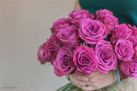 Blueberry Roses Bulk Fresh Diy Wedding Flowers Flower Moxie