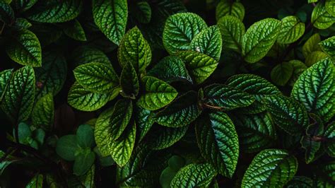 Download Wallpaper 2560x1440 Leaves Green Bushes Carved Dark Plant