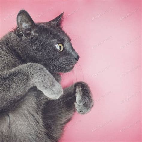 Grey Funny Cat Posing Photo By Garloon On Envato Elements Funny Cats