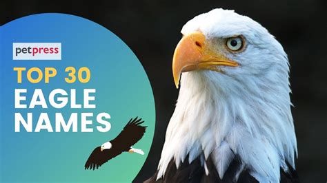 Top Eagle Names Best Famous Name Ideas For An Eagle YouTube