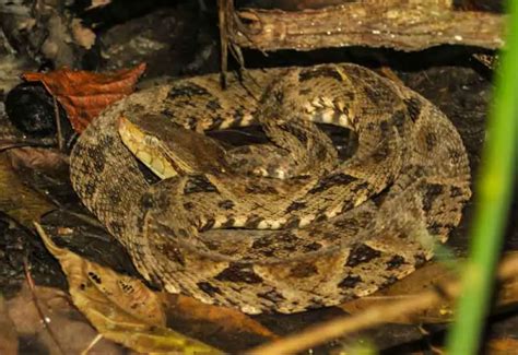 Serpientes más venenosas de Colombia Datos