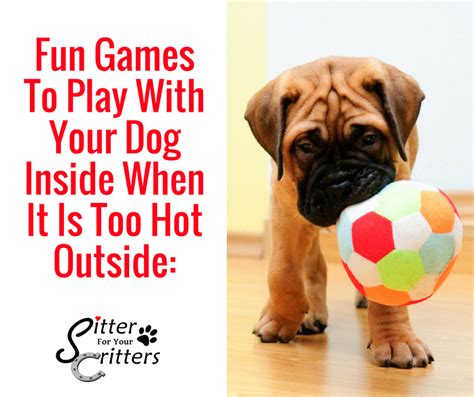 7 Games To Play With Your Dog When Its Too Hot Outside Pet Sitting
