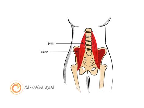 Muscles in head and neck. Deep Dive into the Anatomy of the Hip Flexor Muscles