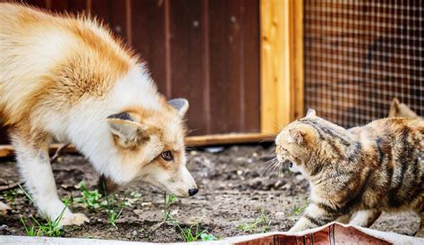 Do Foxes Attack And Eat Cats Facts And Faq Pet Keen