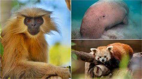 Top 155 Images Of Unique Animals