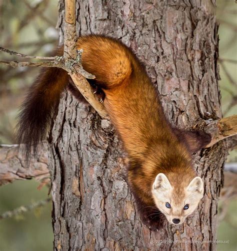 Pine Marten On A Tree By Prism Photography On 500px Pine Marten
