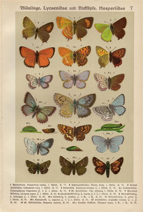 Butterfly Vintage Lithograph From 1911 Etsy In 2020 Lithograph