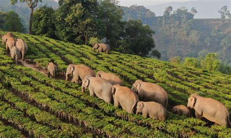 Wandering Elephant Herd ‘unlikely To Go Home As Yunnan Enters Rainy