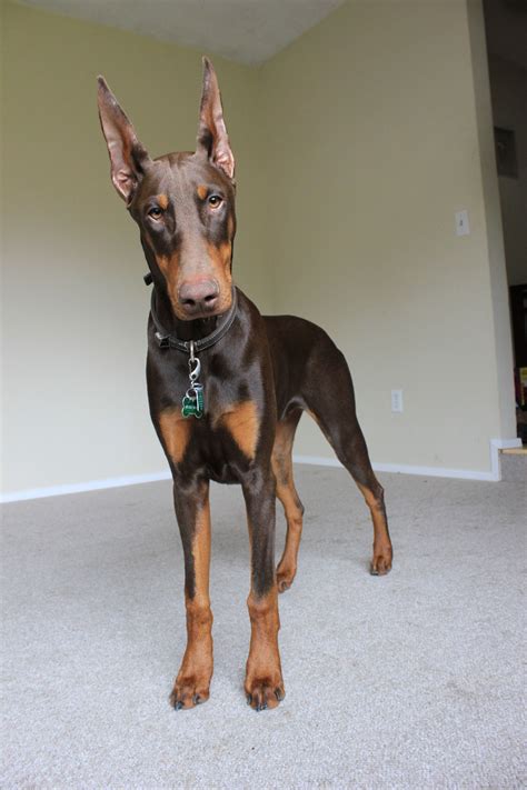 Gorgeous Six Month Old Red Doberman Cato Perros Doberman Perros