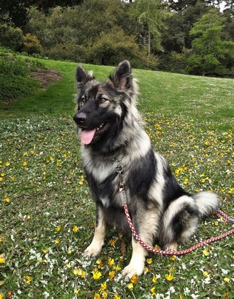 American Alsatian American Alsatian Alsatian Dog Dog Breeds