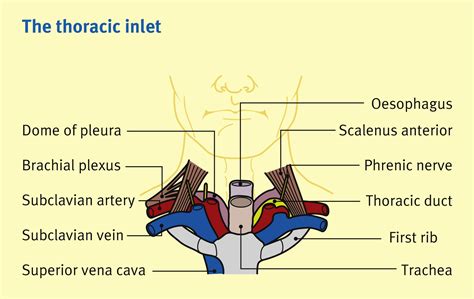 The Thoracic Inlet And First Rib Anaesthesia And Intensive Care Medicine
