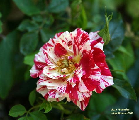 Plantfiles Pictures Miniature Rose Pinstripe Rosa By Califsue