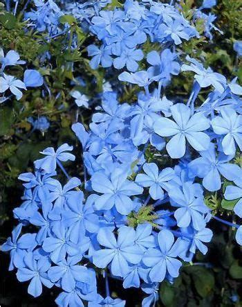 There's a place that is called cuc phuong national park in northern vietnam, and there are some other protected forests in different parts across vietnam as well. Plumbago. Drought tolerant; does well in full sun. # ...