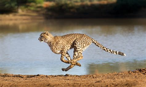 Version 10.2 erhielt den codenamen nach dem jaguar und war die erste hauptversion, die nach einer großkatze benannt worden war. Kleinkatzen - Infos, Bilder und Steckbriefe zu Hauskatzen ...