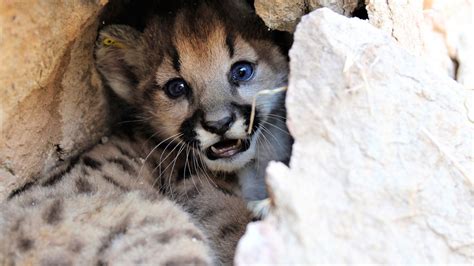 Gallery 4 Mountain Lion Kittens Born In Santa Monica Mountains