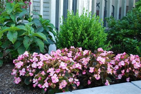 Country Garden Home Wax Begonias