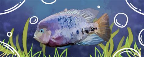 紫红火口鱼好养吗，怎么养 鱼百科