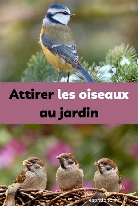 9 Conseils Simples Pour Attirer Les Oiseaux Au Jardin