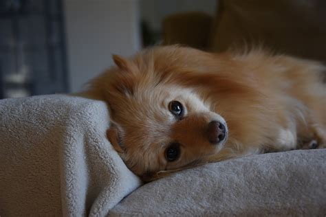 Ginger Pomeranian Thinking Free Stock Photo Public Domain Pictures