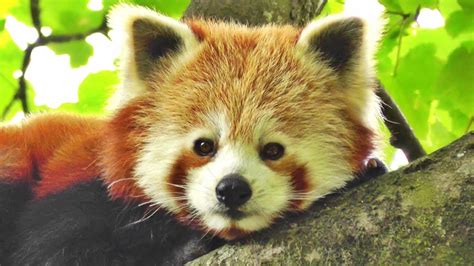 Red Panda Cute The Worlds Cutest Animal Youtube