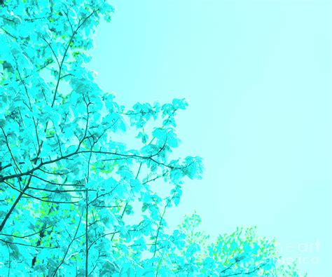 Blue Green Tree Wall Minimalistic Art Photograph By Donald Erickson