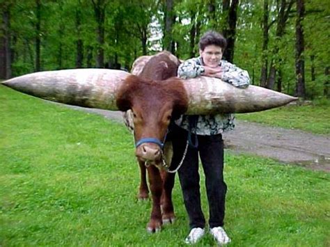 Mess with the bull, get the horns. FUN FOR LIFE ENJOY: Bull With Largest Horn