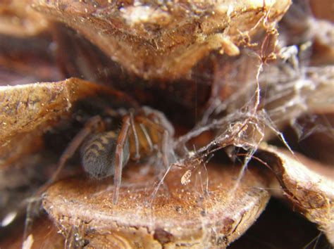 Adventures Of A Pine Cone Spider Collector 24 Jun 2015 North Fork