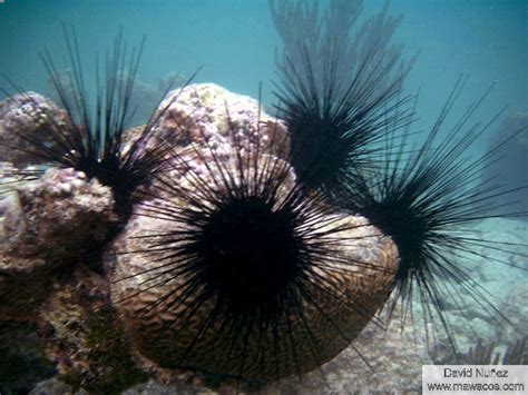 Erizo Diadema Diadema Sea Urchin