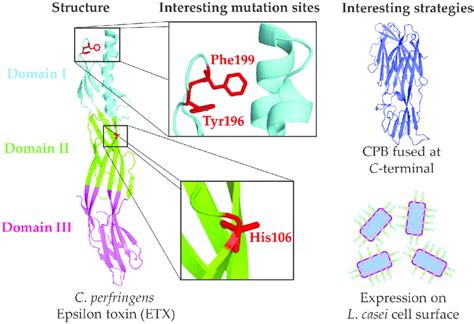 Representation Of The Clostridium Perfringens Epsilon Toxin Etx