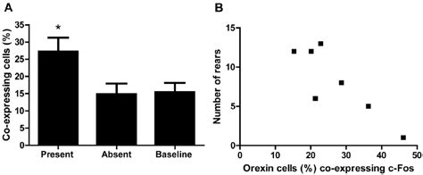 Presence Of Treats Affects Orexin Activation Which Is Associated With