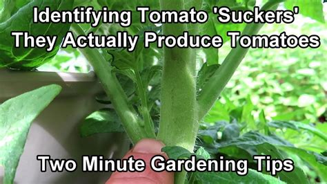 Identifying And Understanding Tomato Suckers They Produce Flowers