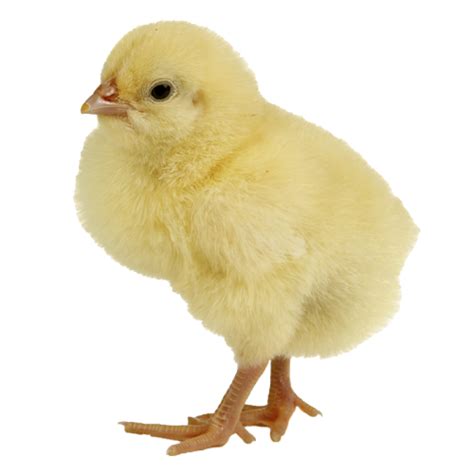 Chicken PNG Image PurePNG Free Transparent CC0 PNG Image Library