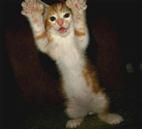 43 Best Polydactyl Kittens And Cats Images On Pinterest