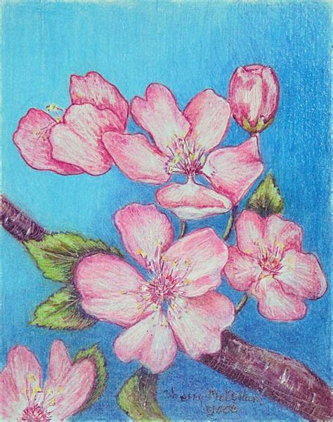 Cherry Blossoms Original Colored Pencil Painting
