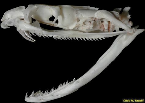 Bio370 Snake Skull