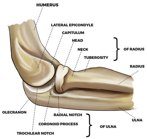 Radial Head Fracture Causes Types Symptoms Diagnosis Treatment