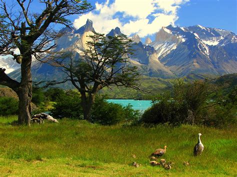 Cuernos Del Paine From Camping Pehoe Taken From Camping Pe Flickr