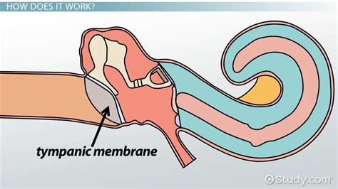 Tympanic Membrane Overview Function And Anatomy Lesson