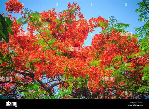 Beautiful Red Royal Poinciana Or Flamboyant Flower Delonix Regia It