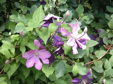 Perennial climbing plants are those that last more than one season, although there are many climbing plants that are grown as annuals in colder places, despite they are perennials in their place of origin, most of them keep their leaves when autumn arrives, although some of them may lose them. Top 6 Strongest Perennial Flowering Vines