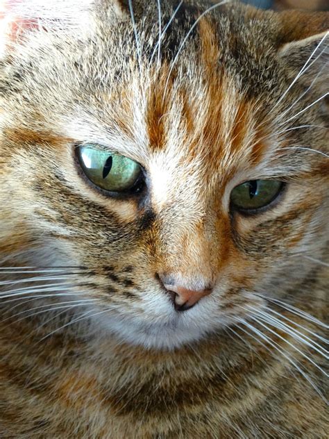 We can help you choose the best cat food for diabetic cats. Insulin Information & Scales