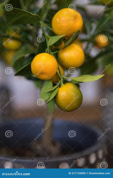 Calamondin Or Citrus Mitis Plant With Ripe Small Orange Fruits Potted