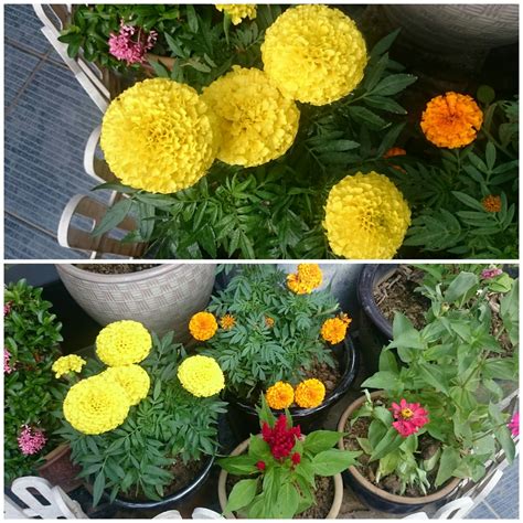 Pokok bunga raya plant shopee malaysia. Kembara Minda 7: Bunga Raya dan Taman Mini di Rumah