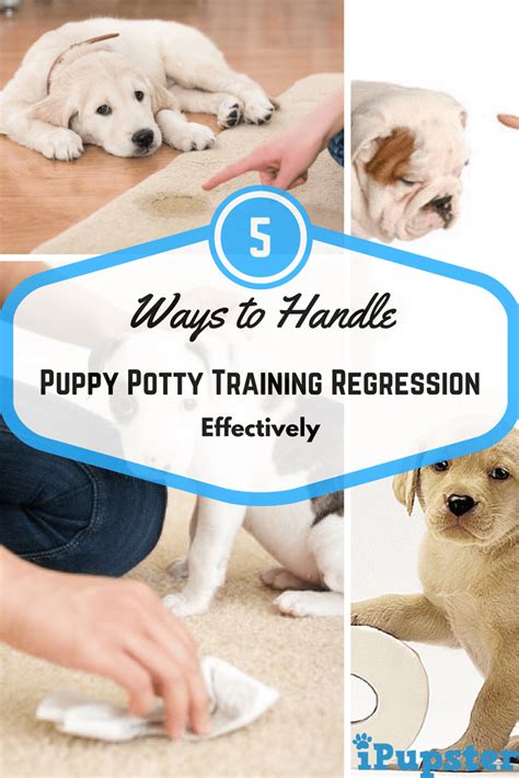 This is normal and can be fixed. How To Handle Puppy Potty Training Regression